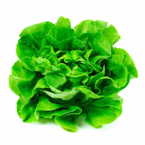 [0100000161371] LECHUGA ESPAÑOLA