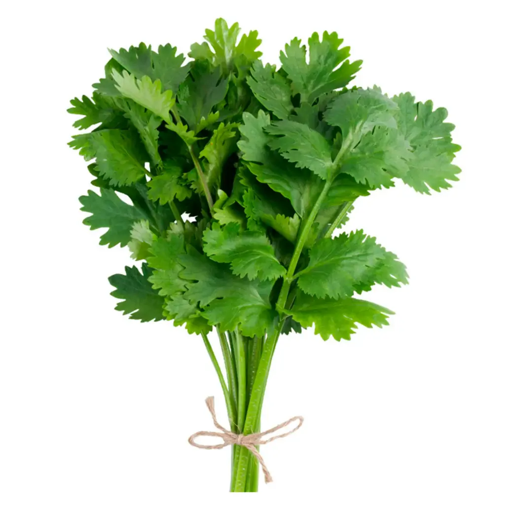 [0100000216835] CILANTRO